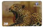 PANTHERA ONCA ( Brasil ) – Jungle – Panther – Ounce – Once - Pantera – Onces - Panthere - Leopard - Jungle