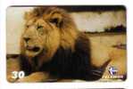 LION ( Brasil ) – Loewe – Leon – Leone – Lions ( Damaged Card , See Scan - Special Price ) - Jungle