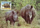 Swaziland : CM Carte Maximum Rhinoceros Blanc Pachyderme Afrique Cerathotherium Simum WWF - Rhinoceros