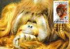 Indonesie : CM Carte Maximum Orang-outan Orangutan Pongo Pygmaeus Singe Primate Mammifere Animaux WWF - Monkeys