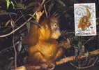 Indonesie : CM Carte Maximum Orang-outan Orangutan Pongo Pygmaeus Singe Primate Mammifere Animaux WWF - Monkeys