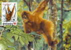 Indonesie : CM Carte Maximum Orang-outan Orangutan Pongo Pygmaeus Singe Primate Mammifere Animaux WWF - Apen