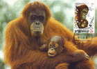Indonesie : CM Carte Maximum Orang-outan Orangutan Pongo Pygmaeus Singe Primate Mammifere Animaux WWF - Mono