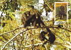 Sierra Leone : CM Carte Maximum Chimpanze Schimpanse Pan Troglodytes Singe Primate Mammifere Animaux WWF - Mono