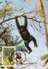 Sierra Leone : CM Carte Maximum Chimpanze Schimpanse Pan Troglodytes Singe Primate Mammifere Animaux WWF - Apen
