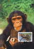 Sierra Leone : CM Carte Maximum Chimpanze Schimpanse Pan Troglodytes Singe Primate Mammifere Animaux WWF - Monkeys