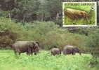 Gabon : CM Carte Maximum Elephant Afrique Foret Loxodonta Africana Cyclotis Pachyderme Animaux Mammifere WWF - Eléphants