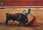 TAUROMACHIE  CORRIDA CPM - Taureaux