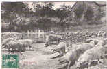 CPA - PORCHERIE - POSTEE DE LAUZERTE A DESTINATION DE CHARTRES - E. CARRERE - RODEZ - COCHONS - Breeding