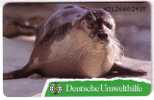 SEAL - PHOQUE ( Deutsche Umwelthilfe ) - Seehund – Robbe - Foca - Seals - Polar - Polaire - Antartic - Arctic - O-Series: Kundenserie Vom Sammlerservice Ausgeschlossen