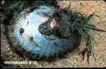 SOUTH AFRICA Limpet Garden Tnba - South Africa