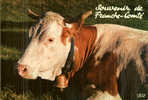 CARTE POSTALE DE VACHE - SOUVENIR DE FRANCHE COMTE - Stieren