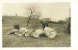 CYCLONE Du 12 JUIN 1926  En SUISSE - SIX VICTIMES - BOEUFS Et VACHES MORTS - Disasters