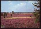 Jolie CP Allemagne Lüneburger Heide - Naturschutzgebiet Réserve Naturelle - Fleurs Bruyère ? - A Circulée - Lüneburger Heide