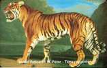 Vatican - 33 - Tigre Ruggente - Tiger  - 25.900ex - Vaticaanstad