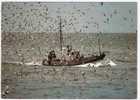 Retour De Pêche à La Sardine En Bretagne ; Bateau ; Mouettes ;B/ TB - Fischerei