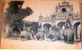 Elephants,vintage Postcard,Annam,Indo-Chine,Tonkin,Comat - Éléphants