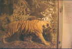 Tiger - Tigre - Tijger - TIGER ELEGY - India Tiger Specimen, USA - Tigers