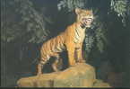 Tiger - Tigre - Tijger - TIGER ELEGY - South-China Tiger Specimen, Fujian Museum - Tiger