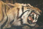 Tiger - Tigre - Tijger - TIGER ELEGY - India Tiger Specimen - Tiger