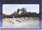 THEMES - Agriculture - Elevage (paturage De Moutons) - Viehzucht