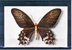 THEMES - Animaux - Papillons - Mariposas