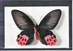 THEMES - Animaux - Papillons - Schmetterlinge