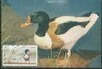 Bird - Oiseau - Common Shelduck (Tadorna Tadorna) Maximum Card (Maxicard, MC) - B - Ducks