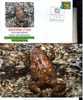 1 Australian Frog Cover + Postcard -1 Enveloppe Et Carte De Grenouille Australienne - Ranas