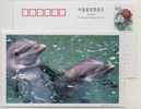 China 2000 Rare Animal Bottle-nosed Dolphin Advertising Pre-stamped Card - Delfines