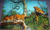 Lions On The Tree, Wild Animals, Postcard,Africa - Leoni