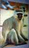 Monkey,Green Cercopithecus, Animals, Postcard,Africa - Apen