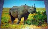 Rhinoceros, Wild Animals, Postcard,Africa - Rhinoceros