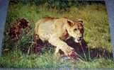 Lion, Wild Animals, Postcard,Africa - Leeuwen