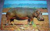 Hippopotamus, Wild Animals, Postcard,Africa - Elephants