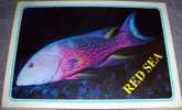 Fish,Lunartail Grouper, Red Sea, Animals, Postcard - Vissen & Schaaldieren