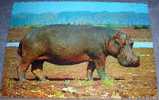 Animals, Hippopotamus,Africa, Postcard - Elefanten