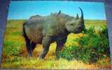 Animals, Rhinoceros,Africa, Postcard - Rhinozeros