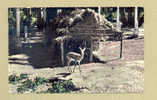 BECHAR GAZELLE AU JARDIN PUBLIC - Bechar (Colomb Béchar)