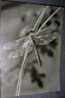 Dragonfly,Libelle, Postcard - Insetti