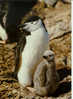 551 PINGUIN Et Poussin-  CHINSTRAP PENGUIN And CHICK - Sonstige & Ohne Zuordnung