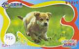 CHIEN HOND DOG  HUND CANE PERRO CÃO Sur Telecarte Phonecard (392) - Honden