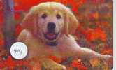 HOND DOG CHIEN HUND CANE PERRO CÃO Op Telefoonkaart Phonecard (414) - Hunde