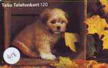 HOND DOG CHIEN HUND CANE PERRO CÃO Op Telefoonkaart Phonecard (418) - Honden