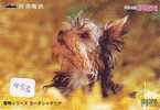 CHIEN BULDOG HOND DOG  HUND CANE PERRO CÃO Sur Telecarte Phonecard (455) - Perros