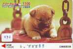 HOND BASSET DOG CHIEN HUND CANE PERRO CÃO Op Telefoonkaart Phonecard (470) - Hunde