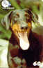 HOND DOBERMAN DOG CHIEN HUND CANE PERRO CÃO Op Telefoonkaart Phonecard (50) - Dogs