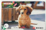 HOND DOG CHIEN HUND CANE PERRO CÃO Op Telefoonkaart Phonecard (81) - Hunde