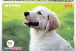 HOND DOG CHIEN HUND CANE PERRO CÃO Op Telefoonkaart Phonecard (90) - Hunde