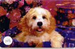 CHIEN HOND DOG  HUND CANE PERRO CÃO Sur Telecarte Phonecard (108) - Dogs